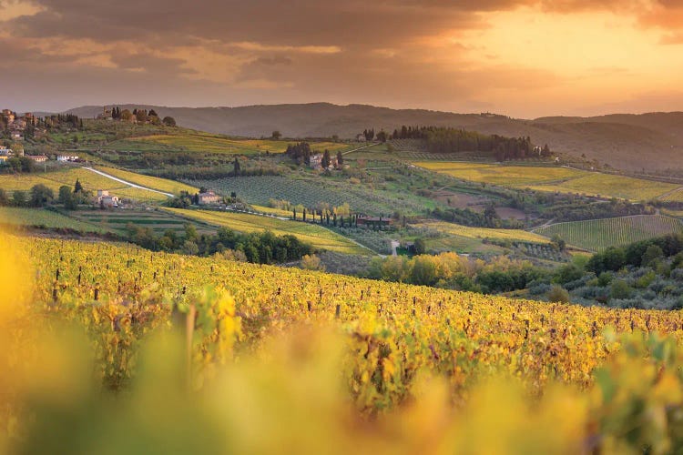 Chianti Vineyards In Autumn Sunset