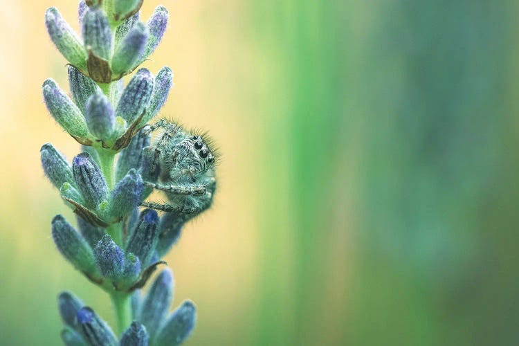 Spider Peeping Through Lavender Flowers