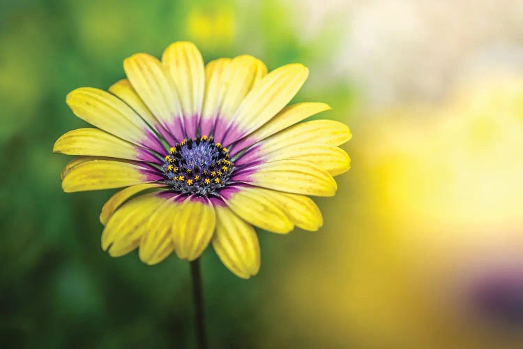 African Daisy Flower