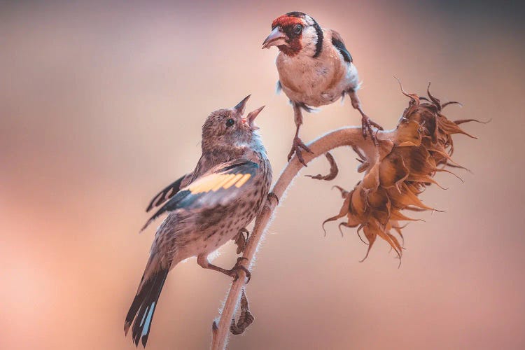 Mother Goldfinch Feeding Chick On Sunflower