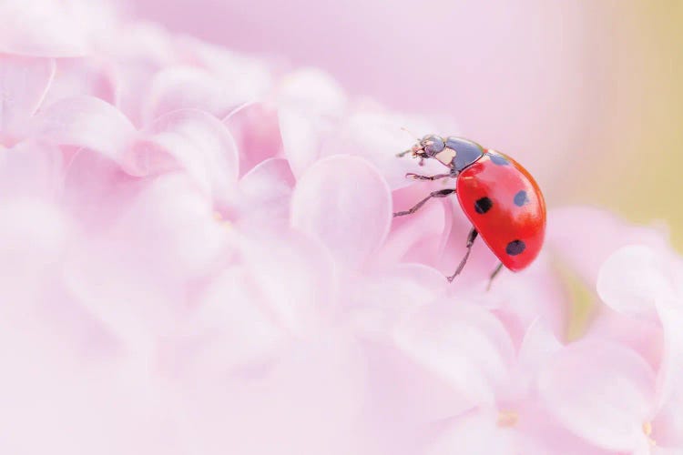 Ladybug On Lilac Flowers