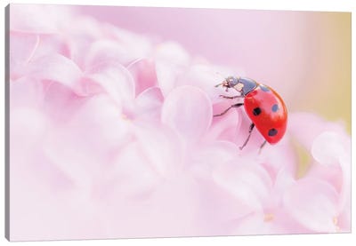 Ladybug On Lilac Flowers Canvas Art Print - Ladybug Art