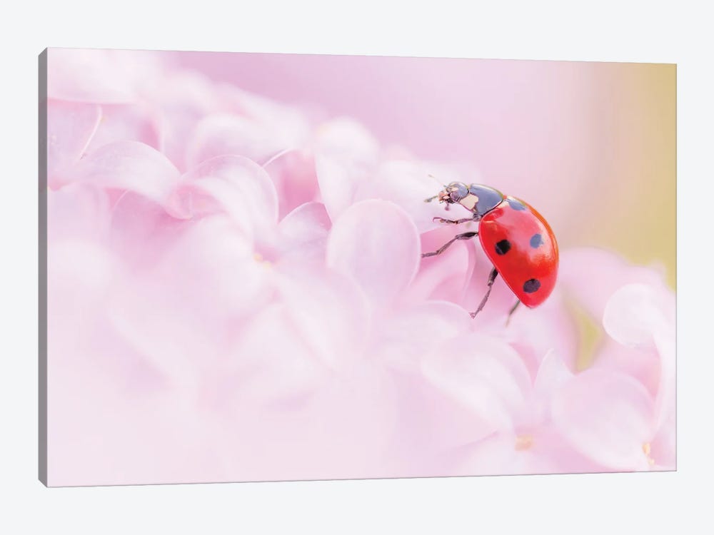 Ladybug On Lilac Flowers by Jeferson Castellari 1-piece Canvas Print