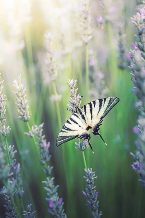 Beautiful (Iphiclides Podalirius) On Lavender Llowers