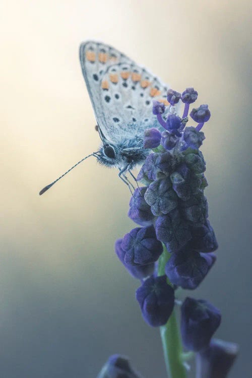 Butterfly On Lampassone Flower