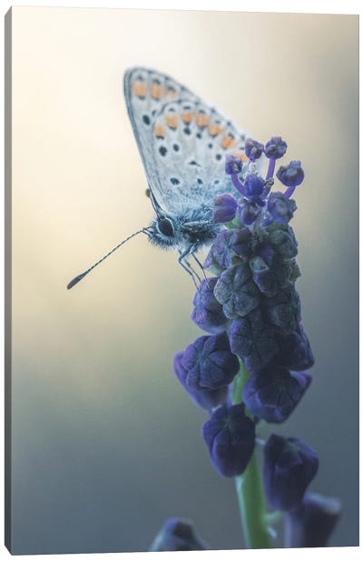 Butterfly On Lampassone Flower Canvas Art Print - Jeferson Castellari