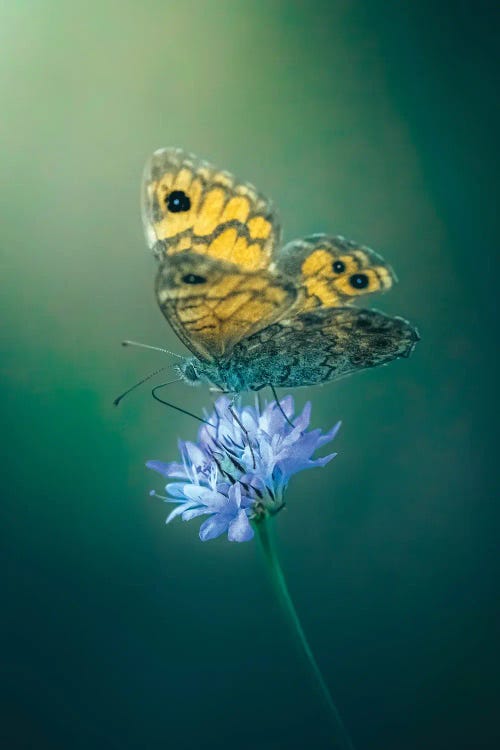 Butterfly On A Flower