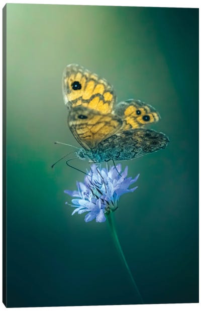Butterfly On A Flower Canvas Art Print - Jeferson Castellari