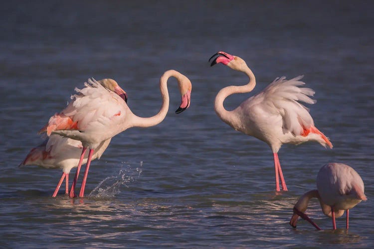 Flamingo Squabble