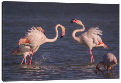 Flamingo Squabble Canvas Art Print - Jeferson Castellari