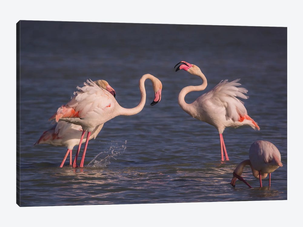 Flamingo Squabble by Jeferson Castellari 1-piece Canvas Artwork