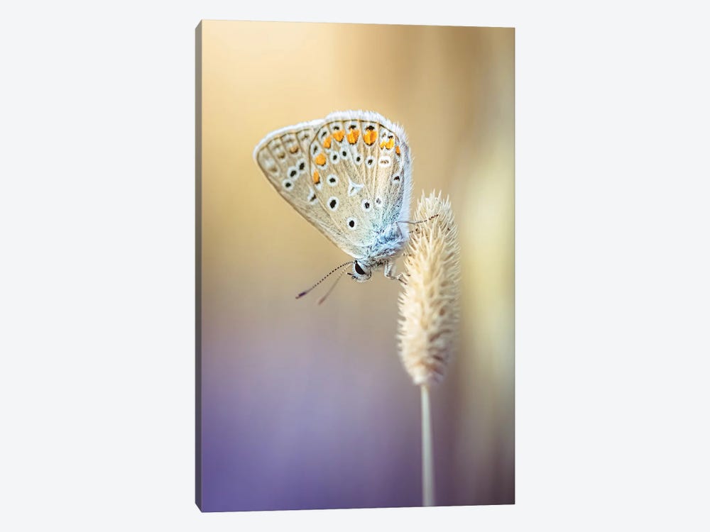 Small Butterfly In Dry Grass by Jeferson Castellari 1-piece Canvas Print