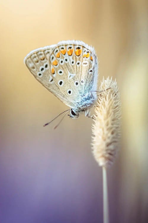 Small Butterfly In Dry Grass