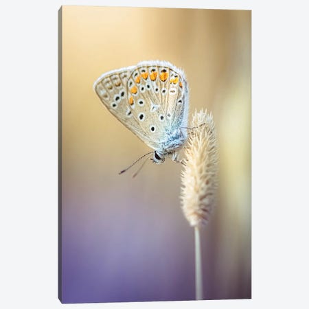 Small Butterfly In Dry Grass Canvas Print #JRC31} by Jeferson Castellari Canvas Art