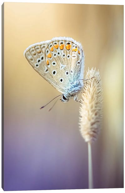 Small Butterfly In Dry Grass Canvas Art Print - Jeferson Castellari