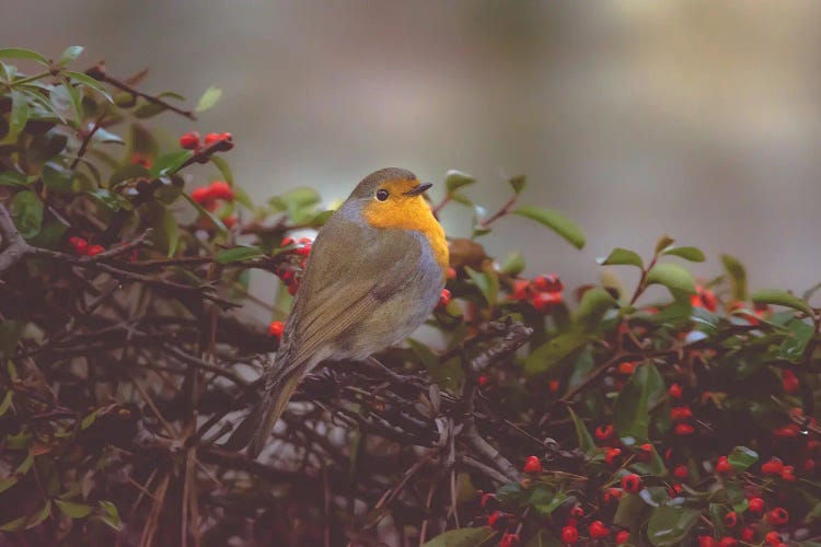 Robin On The Bush