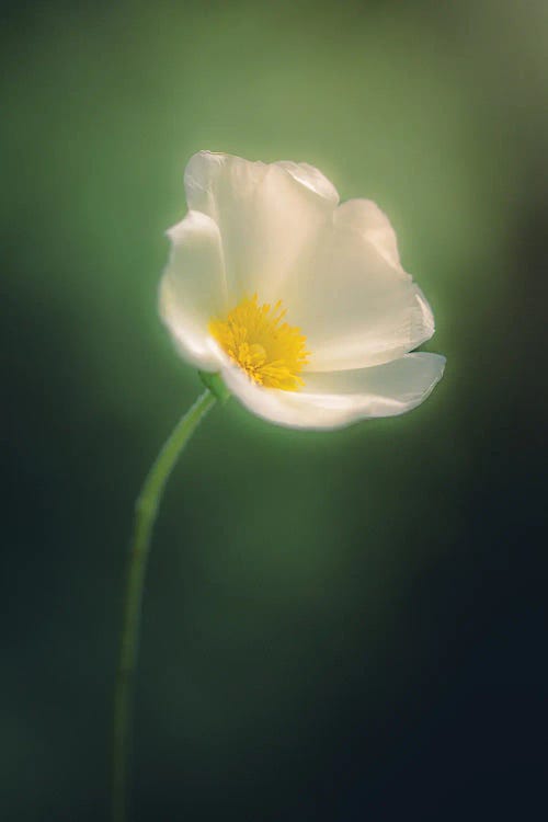 Wild Flower In Dreamy Atmosphere