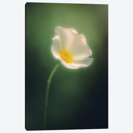 Wild Flower In Dreamy Atmosphere Canvas Print #JRC34} by Jeferson Castellari Canvas Print