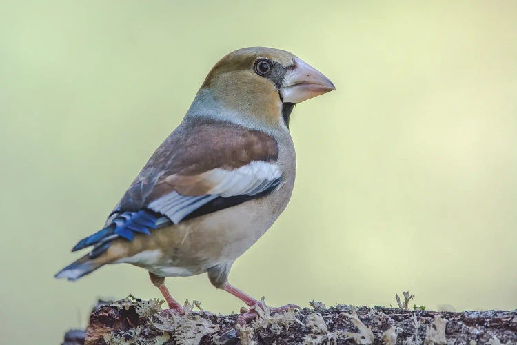 Portrait Of A Hawfinch