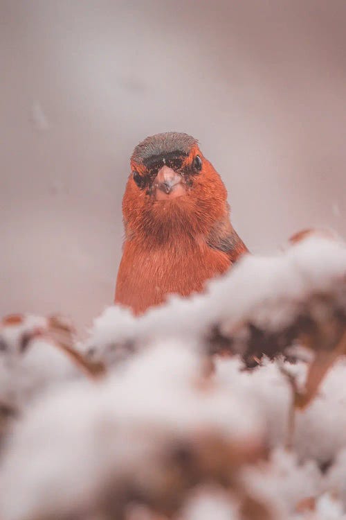 Portrait Of A Finch In The Snow