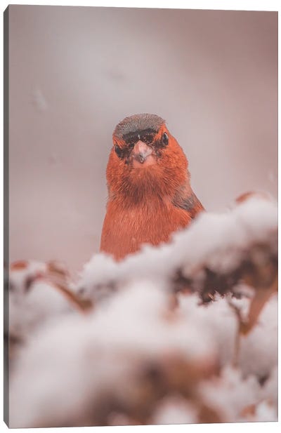 Portrait Of A Finch In The Snow Canvas Art Print - Finch Art