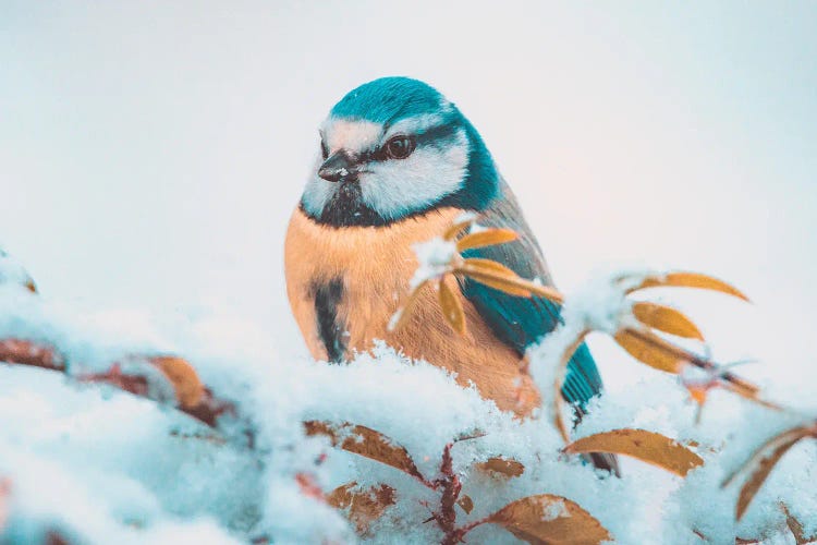 Blue Tit In The Snow