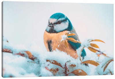 Blue Tit In The Snow Canvas Art Print