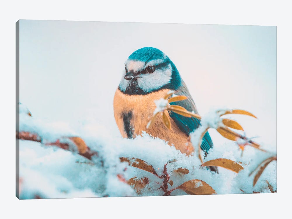 Blue Tit In The Snow by Jeferson Castellari 1-piece Canvas Wall Art