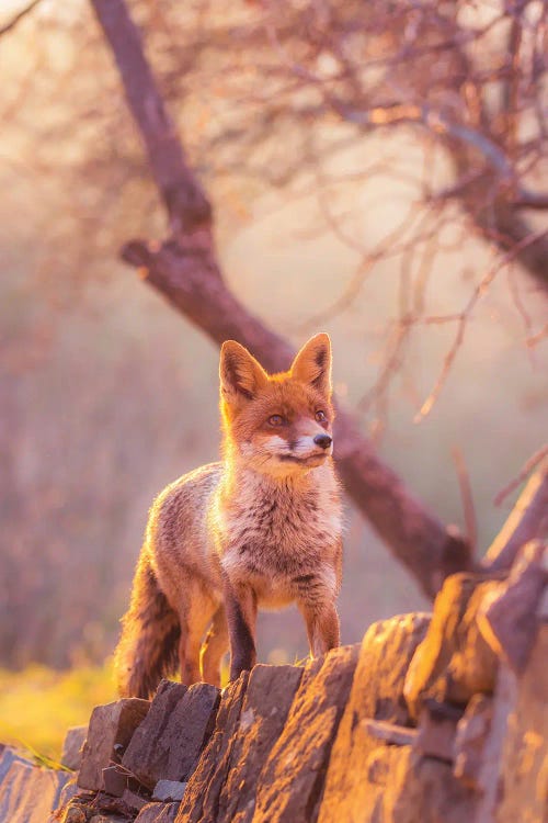 Red Fox At Sunset