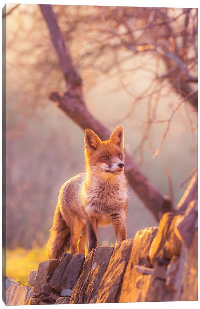 Red Fox At Sunset Canvas Art Print - Jeferson Castellari