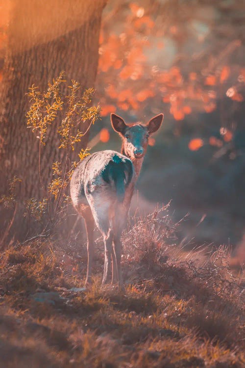 Fallow Deer At Sunset