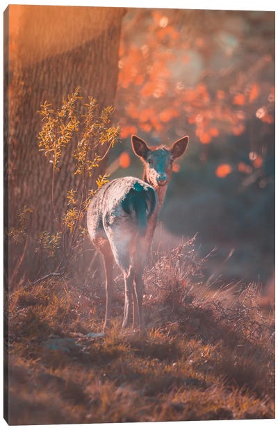 Fallow Deer At Sunset Canvas Art Print - Jeferson Castellari
