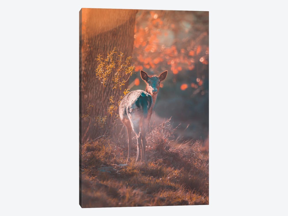 Fallow Deer At Sunset by Jeferson Castellari 1-piece Canvas Art