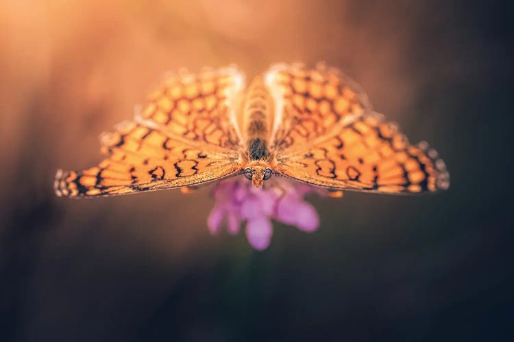 Orange Butterfly With Open Wings