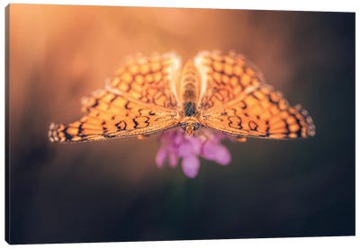 Orange Butterfly With Open Wings Canvas Art Print - Jeferson Castellari