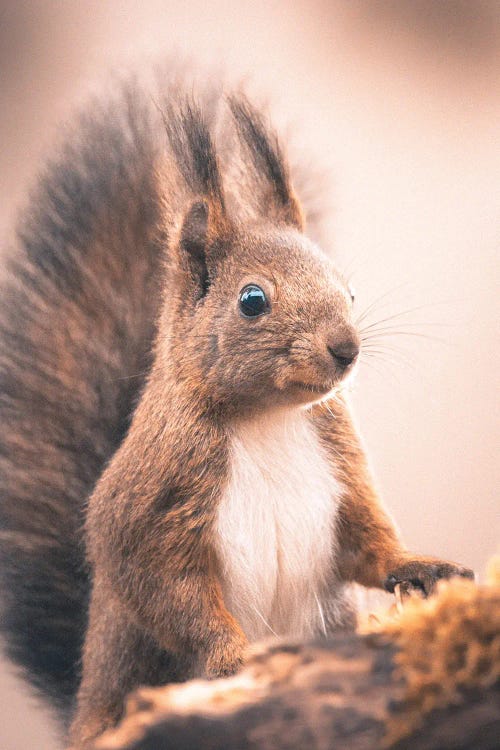 Red Squirrel