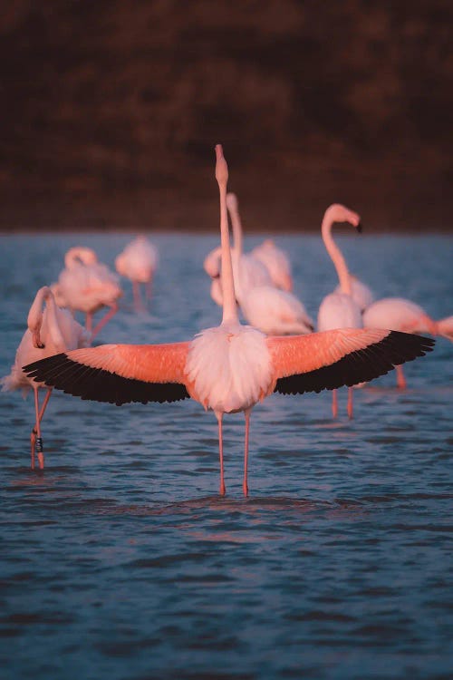 Flamingo From Behind With Open Wings Showing Its Beauty