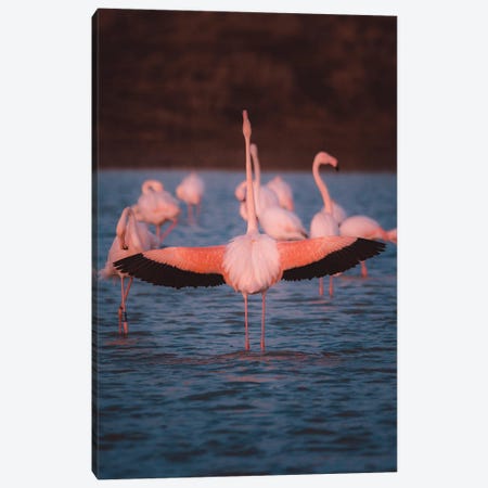 Flamingo From Behind With Open Wings Showing Its Beauty Canvas Print #JRC42} by Jeferson Castellari Art Print