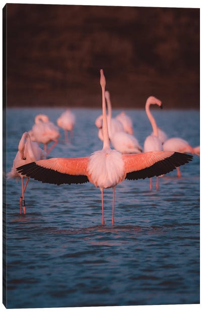 Flamingo From Behind With Open Wings Showing Its Beauty Canvas Art Print - Jeferson Castellari
