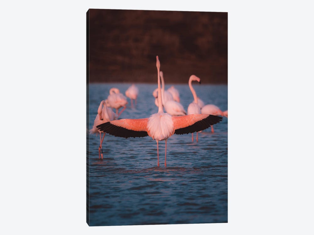 Flamingo From Behind With Open Wings Showing Its Beauty by Jeferson Castellari 1-piece Art Print