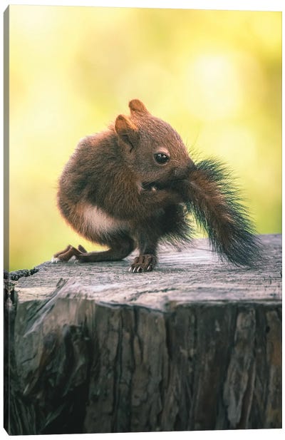 Baby Squirrel BitingIits Tail Canvas Art Print - Squirrel Art