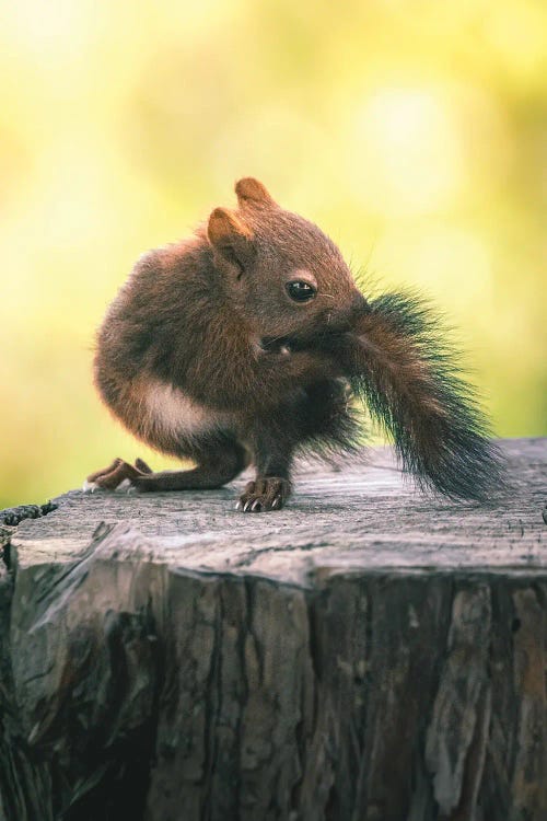 Baby Squirrel BitingIits Tail