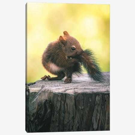 Baby Squirrel BitingIits Tail Canvas Print #JRC43} by Jeferson Castellari Canvas Art Print