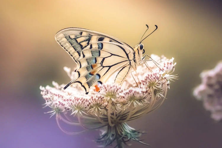 Beautiful Macaron Butterfly On Wild Carrot Flower