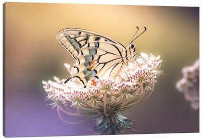 Beautiful Macaron Butterfly On Wild Carrot Flower Canvas Art Print - Macro Photography