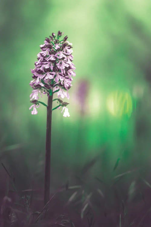 Wild Orchid