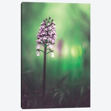 Wild Orchid Canvas Print #JRC45} by Jeferson Castellari Canvas Art