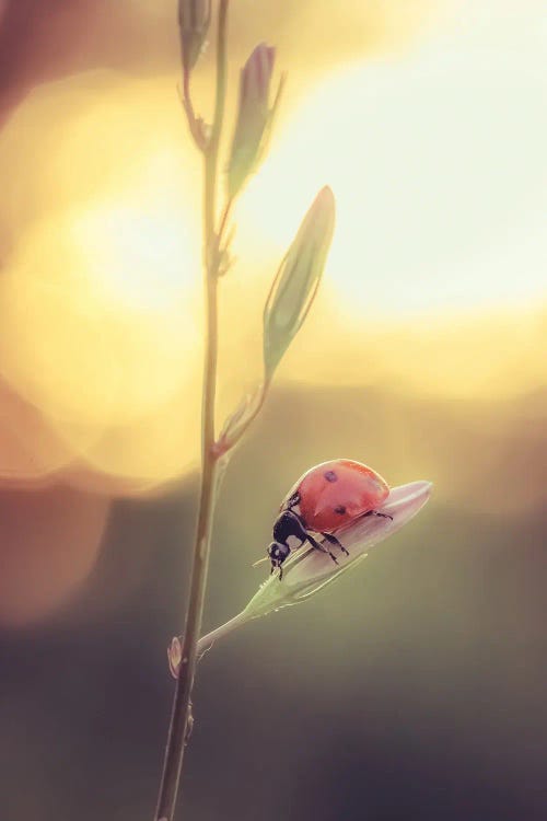 Red Ladybug On Bellflower