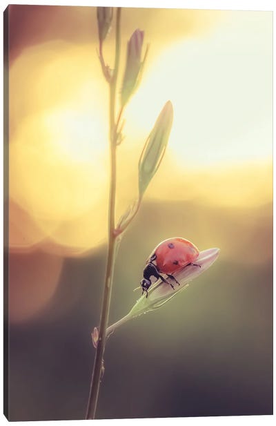 Red Ladybug On Bellflower Canvas Art Print - Ladybug Art