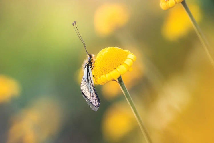 Ascalaphid Insect On Yellow Flowers